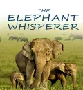 The Elephant Whisperers (2022) (Hindi + English) Dual audio Short Documentary Movie HD ESub